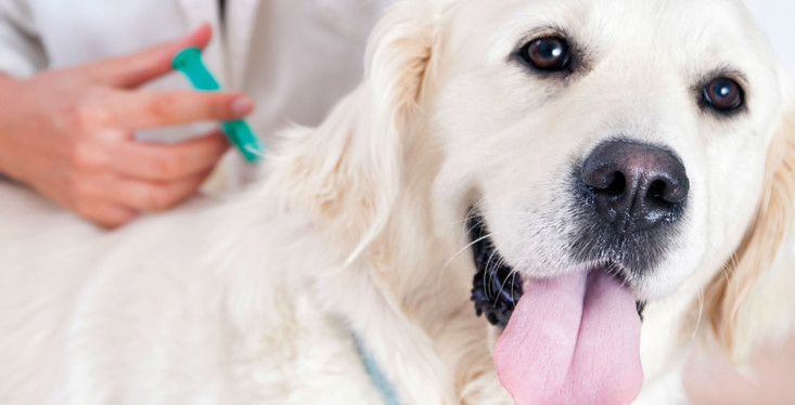 Laat je hond of kat voordelig vaccineren
