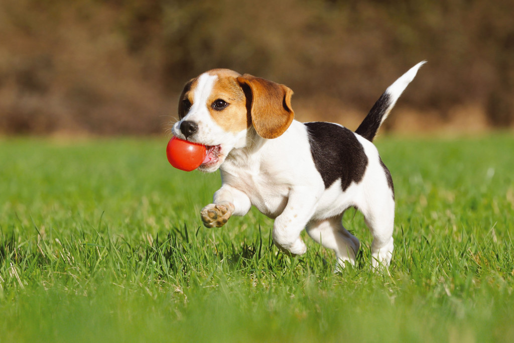 Beagles pup rennend in een grasveld met een rood balletje in de mond