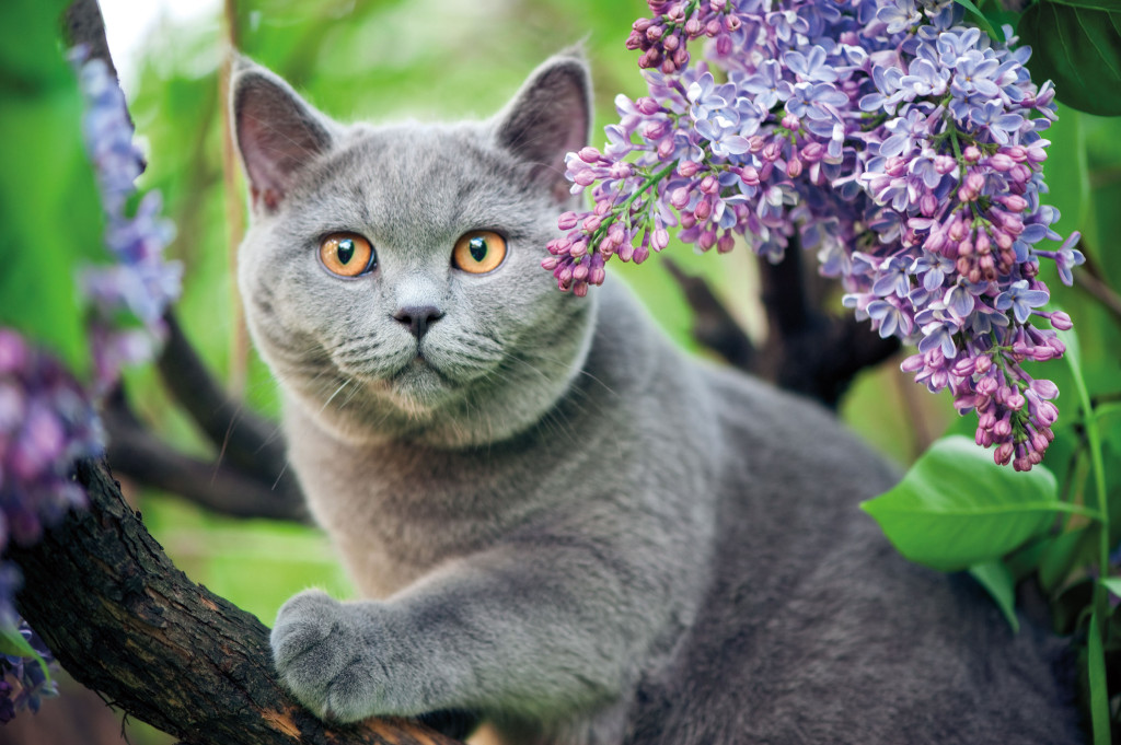 Britsche korthaar kat in een boom met paarse bloemen