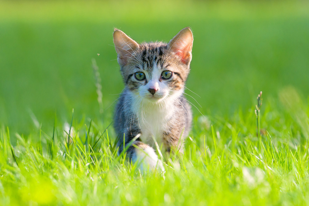 Kitten staand in een grasveld