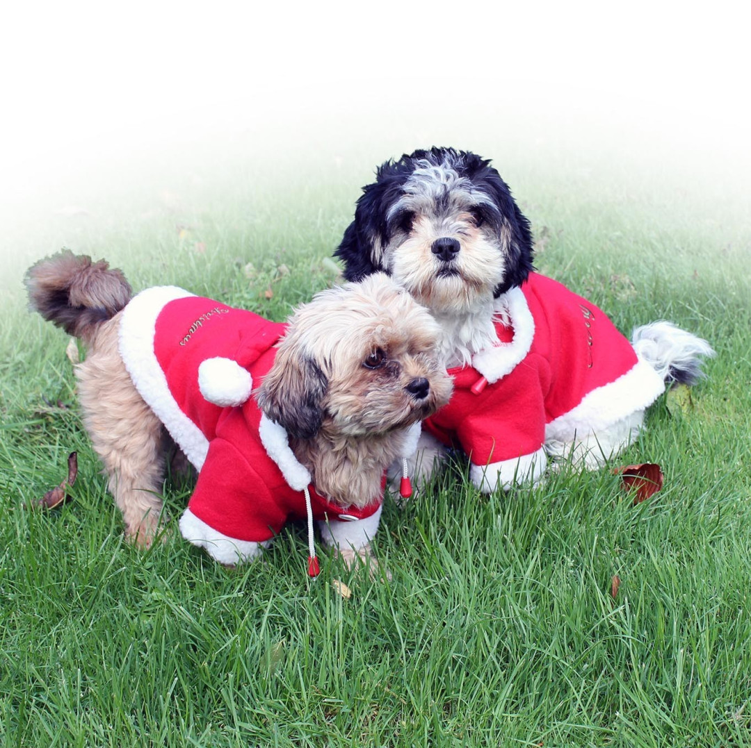 QHP kerstjas voor honden