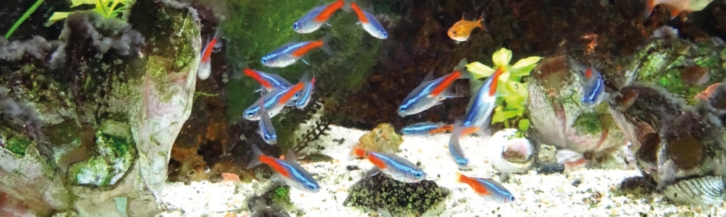 Op zoek naar de juiste aquarium Dierenspeciaalzaak Vela