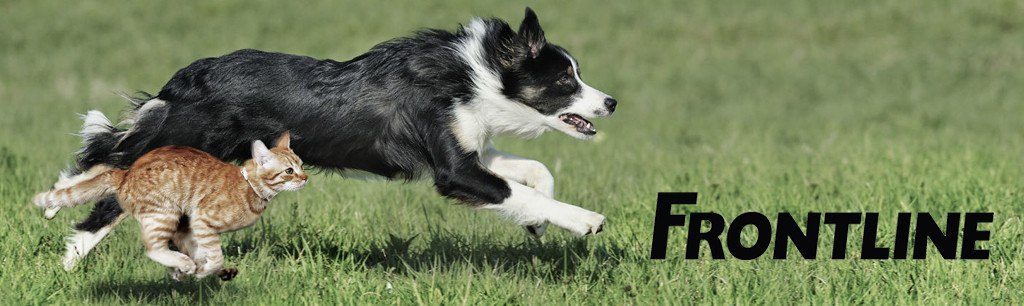 Helemaal droog Golven Suradam Frontline en Frontline Combo voor hond en kat | Eemland diervoeders